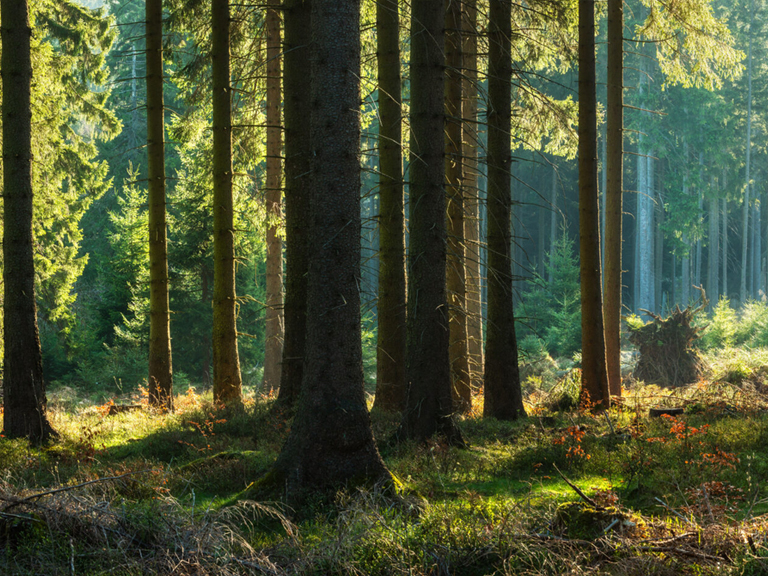 Panoramic Sunny Forest in Autumn