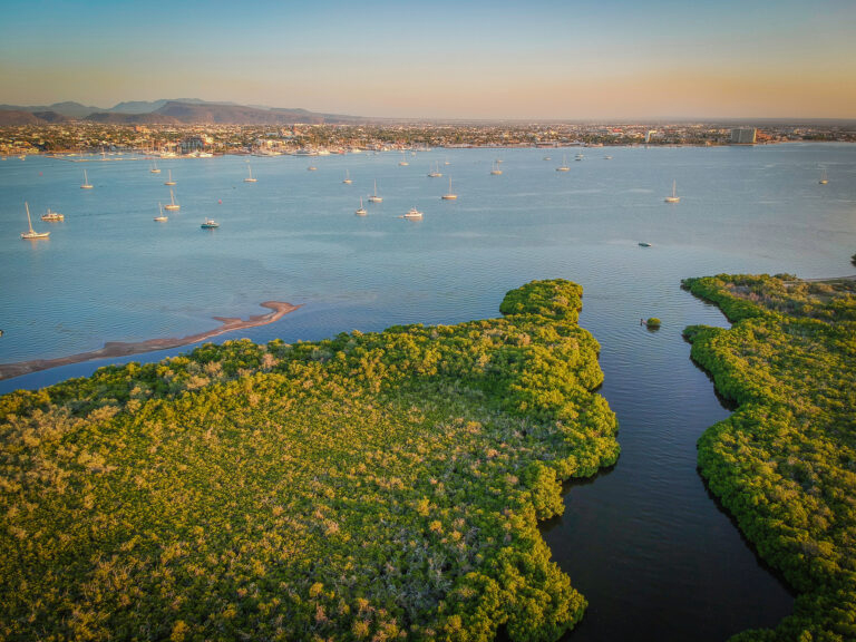 Bello paisaje de manglar en la Bahía de La Paz, Baja California